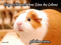 Niedliches Meerschweinchen mit Lebensweisheit