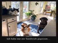 Tierische Alibis in der K�che!
