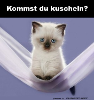 Wenn-Katzen-fragen:-'Kommt-noch-wer-kuscheln?'.jpg auf www.funpot.net