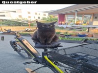 Cat-on-a-Mission: Radabenteuer beginnt!