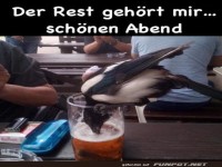 Der Rest gehrt mir