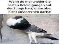 Schmunzelnde Taube mit angestautem �rger