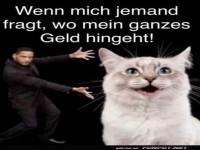 Des R�tsels L�sung: Das Katzen-Konto!