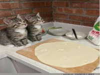 Pizza-Diebe auf leisen Pfoten erwischt