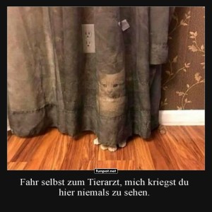 Perfektes-Versteck-f�r-scheue-Katzen.jpg von Josefin
