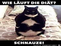 Wie l�uft die Di�t?