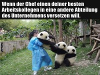 Pandas im lustigen Arbeitsdrama