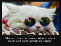Geheime Weisheiten der coolen Katze