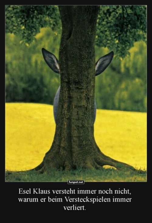 Wenn-Verstecken-fr-Esel-zur-Herausforderung-wird.jpg auf www.funpot.net
