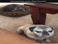 Wenn Katzenbett zur Konfliktzone wird