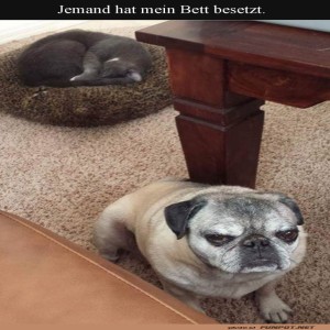 fun-Bild: Wenn Katzenbett zur Konfliktzone wird