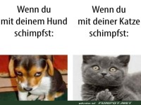 Mit Hund und Katze schimpfen