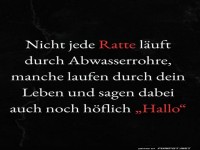 Ratten-Gr��e im Alltag