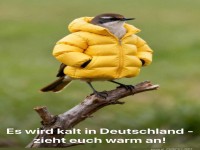 Stilbewusster Spatz im Winterlook