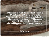 NIEMAND BESITZT EINE KATZE