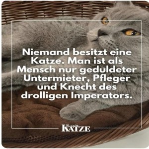 NIEMAND-BESITZT-EINE-KATZE.jpg von Fabioma