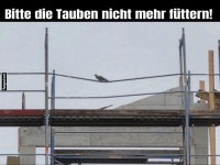 High-Flying Tauben-Blockade!