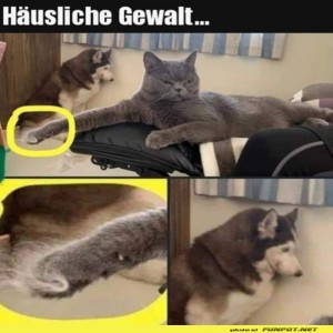 B�se-Katze.jpg von Nachtstern