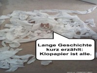 Katzenchaos im Klopapierland