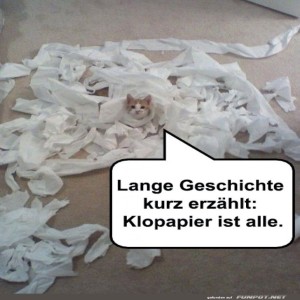fun-Bild: Katzenchaos im Klopapierland
