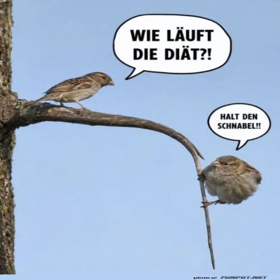 Vogelgespr&auml;ch:-Di&auml;tfrust-auf-&Auml;sten.jpg von Talia1999