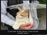 Schirm f�r die Katze
