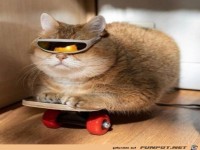 Coole Katze