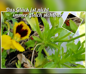Glck-nicht-immer-ersichtlich.png auf www.funpot.net