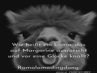 Lama rutscht aus