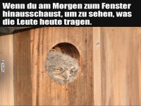 Morgendlicher Blick aus dem Fenster