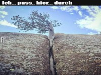 Baum wchst mutig zwischen Felsen