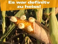 Popcorn auf einem Maiskolben