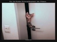 Katzenhafte T�r�ffnungs-K�nste