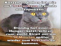 katzen zu haben