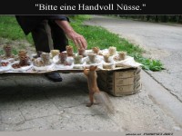 Ein Eichh�rnchen am Nussbuffet