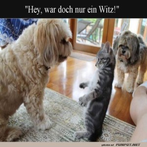 Katzenspa�:-Ein-Missverst�ndnis!.jpg von Erwin32