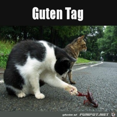 Hallo.jpg von Sylke