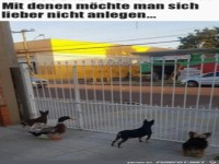 Gefährliche Wächter