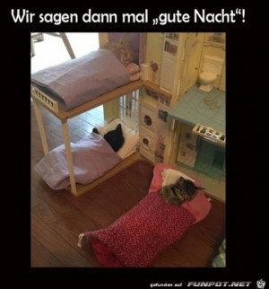 Ktzchen-schlafen.jpg auf www.funpot.net