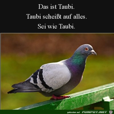 Taubi.jpg von Pola