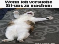 Lustige Katzen�bungen