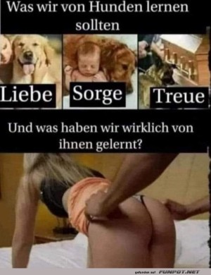 Was-wir-von-Hunden-lernen-sollten.jpg auf www.funpot.net