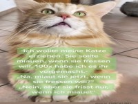 Lustiger Katzendialog �ber Fressverhalten