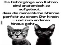Katzen und das gro�e Zuh�r-Mysterium