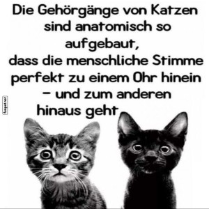 fun-Bild: Katzen und das große Zuhör-Mysterium