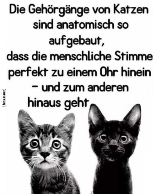 Katzen-und-das-große-Zuhör-Mysterium.jpg auf www.funpot.net