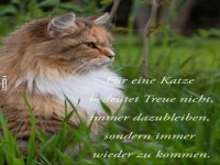 Die philosophische Katze