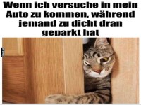 Wenn Katzen um Parkpl�tze k�mpfen