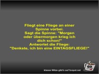 Fliegt eine Fliege an einer Spinne vorbei
