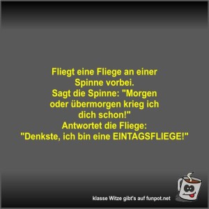 Fliegt-eine-Fliege-an-einer-Spinne-vorbei.jpg von Fossy